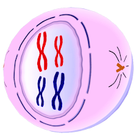 Cell%