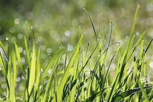 Grass wallpapers Screenshot 1