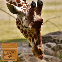 beautiful animal wallpaper