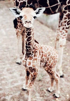 Baby Animals Wallpapers HD Screenshot 1