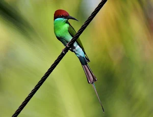 European bee eater Wallpapers Screenshot 3