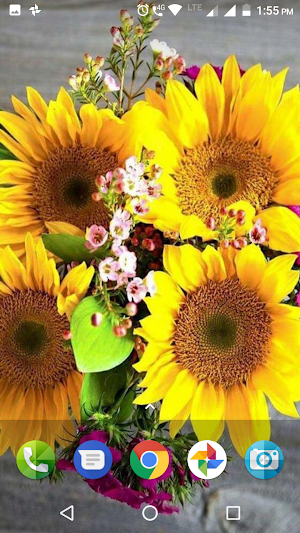 Sunflower Wallpaper Hd Screenshot 0