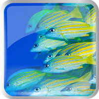 Ocean fishes