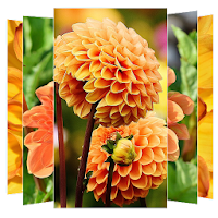Dahlias Flower Wallpapers