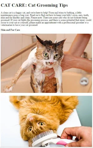 Cat Care & Grooming Guide Screenshot 2