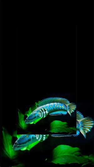 Channa Fish Wallpaper 3D Screenshot 2