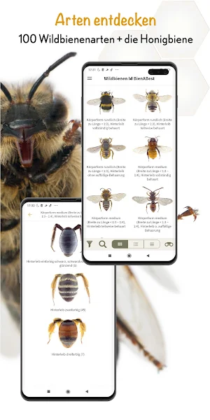 Wildbienen Id BienABest Screenshot 2