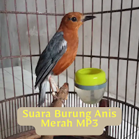 Suara Burung Anis Merah MP3