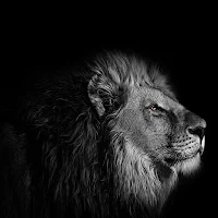 Correct Score Lions