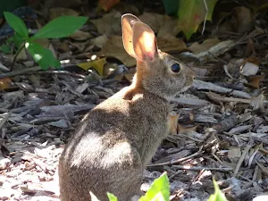 Rabbit wallpapers Screenshot 3