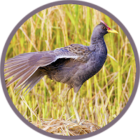 Watercock (Animal) Bird Sound