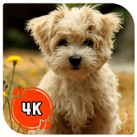 Dog cute wallpaper