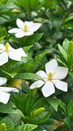 Gardenia Wallpaper Screenshot 0