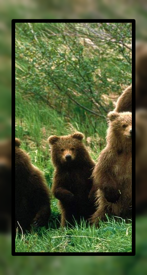 Cute Baby Bear Wallpaper HD Screenshot 3