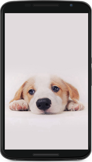 dog wallpaper Screenshot 2