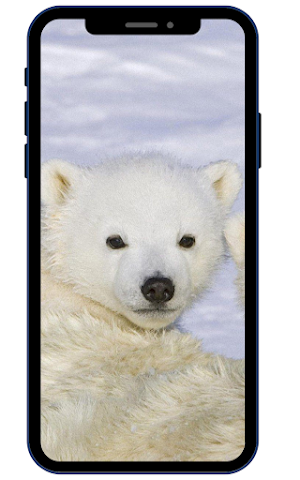 Polar bear Wallpapers HD Screenshot 0