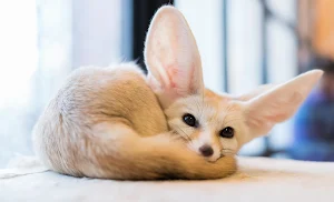 Fennec Fox Wallpaper HD Screenshot 2