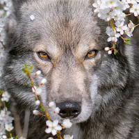 Aesthetic Wolf Wallpaper 4K