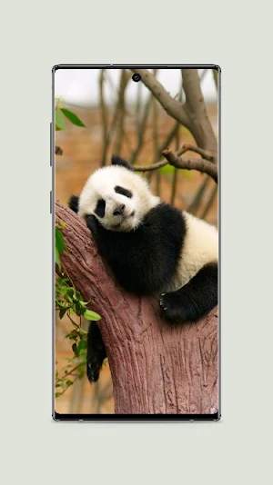 Cute panda Wallpaper Screenshot 1