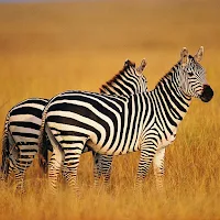 Zebra Wallpapers