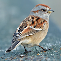 Sparrow Sounds