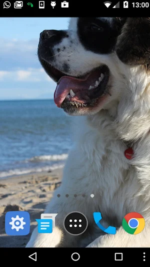 saint bernard wallpaper Screenshot 1