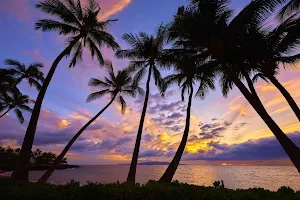 Palm Tree Wallpaper HD - collection 1 Screenshot 1