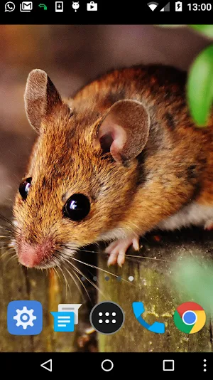 cute mouse wallpaper Screenshot 1