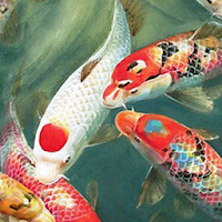 Koi Live Wallpapers HD