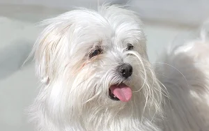 Bichon frise Dog Wallpapers Screenshot 1