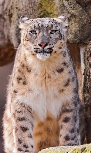 Snow Leopard Wallpapers Screenshot 2