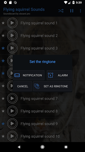 Flying squirrel sounds ~ Sboard.pro Screenshot 2