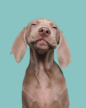 Weimaraner Dog Wallpapers Screenshot 2