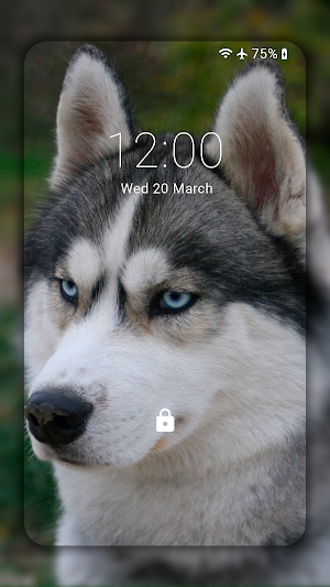 Husky dog Wallpaper HD : backgrounds & themes Screenshot 3