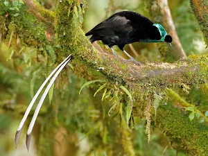 Astrapia Bird Wallpapers Screenshot 1