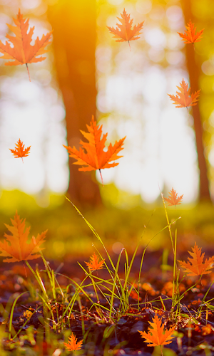 Fall Live Wallpaper Screenshot 3