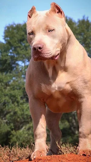 Pitbull Dog Wallpaper 4K Screenshot 0