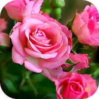 Rose Wallpaper 2023