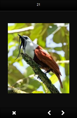 Unique birds Screenshot 1