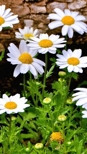 Daisy Flowers wallpapers Screenshot 3
