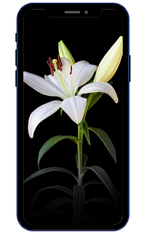 Lily Wallpapers Screenshot 3