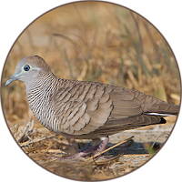 Zebra dove Sound