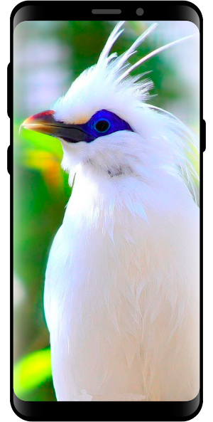 10000 Nature Wallpapers Screenshot 0