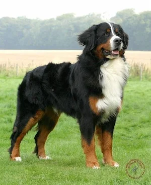 Bernese Mountain Dog Wallpaper Screenshot 0