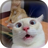 CAT wallpap