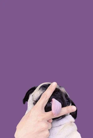 Pug Dog Wallpapers Screenshot 1