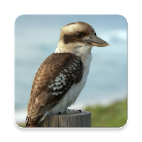 Australian Bird Sound Collections ~ Sclip.app