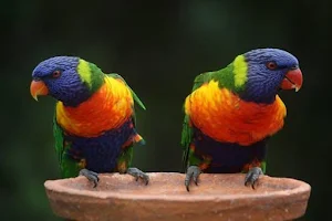 Birds Images App Screenshot 2