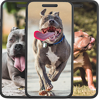 Pitbull Wallpapers
