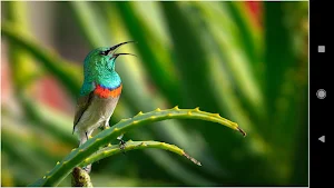 Hummingbird Backgrounds Screenshot 3